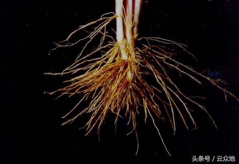 水稻黑茎根腐病怎么治疗,水稻黑根什么原因