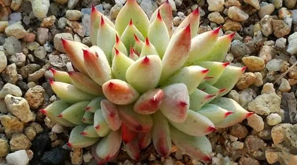 韩国多肉品种贵么,韩国多肉哪几种值得养