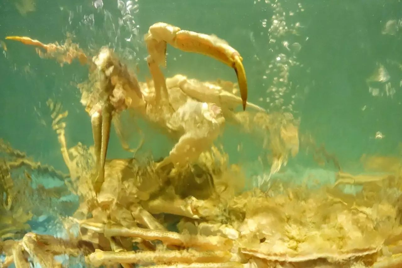 正宗南京活蟹料理,最好吃的活蟹料理