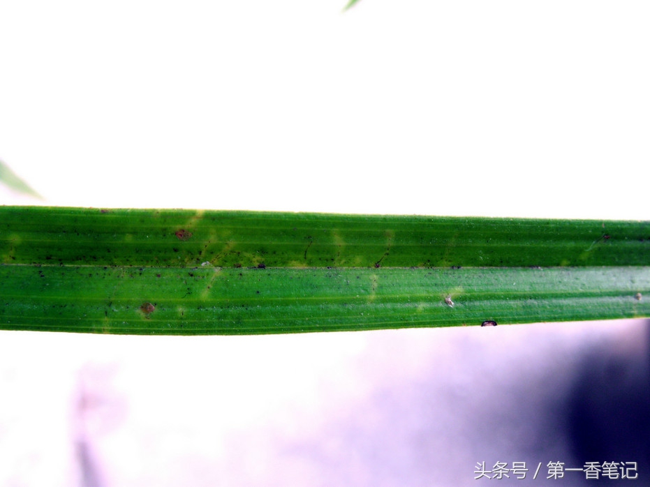 兰叶长介壳虫怎么处理,养兰宜忌