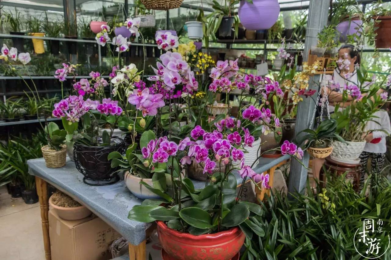 逛南京花卉市场视频,南京夫子庙花鸟鱼虫市场