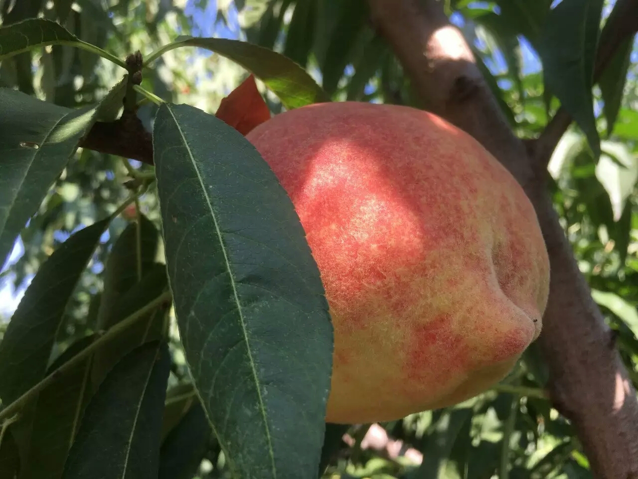 吃桃子怎么避免有虫子,吃桃子的正确剥法