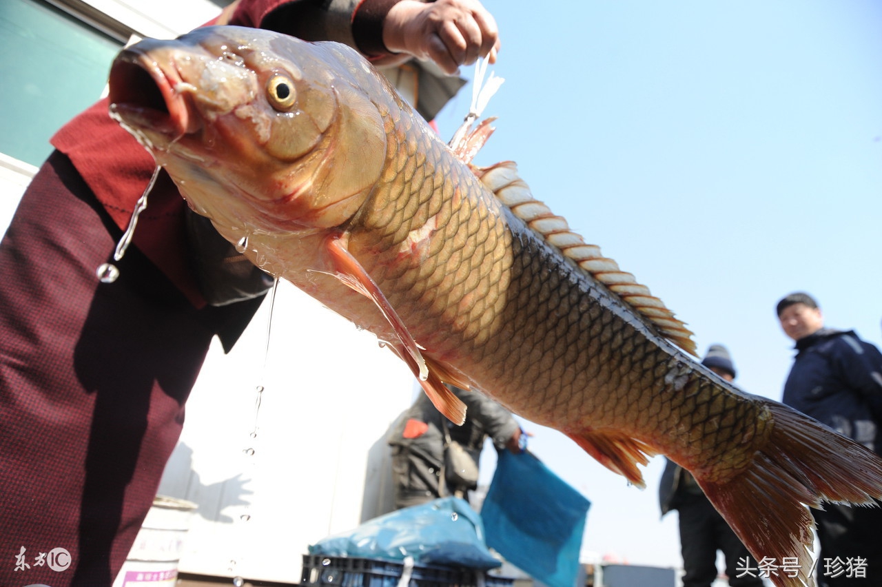 网箱养鱼正确方法,网箱养鱼的注意事项