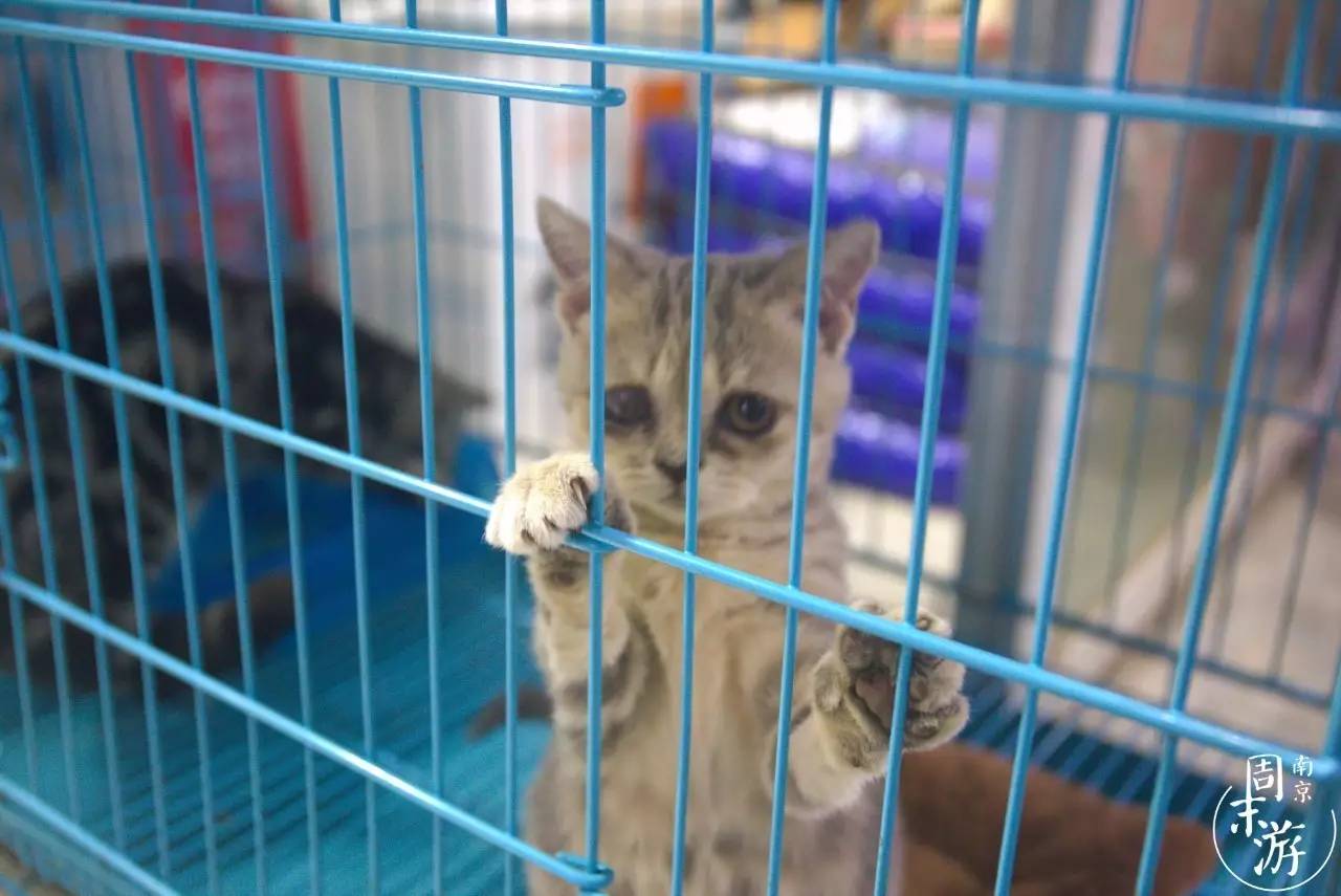 逛遍整个南京城,南京的花鸟市场在什么地方