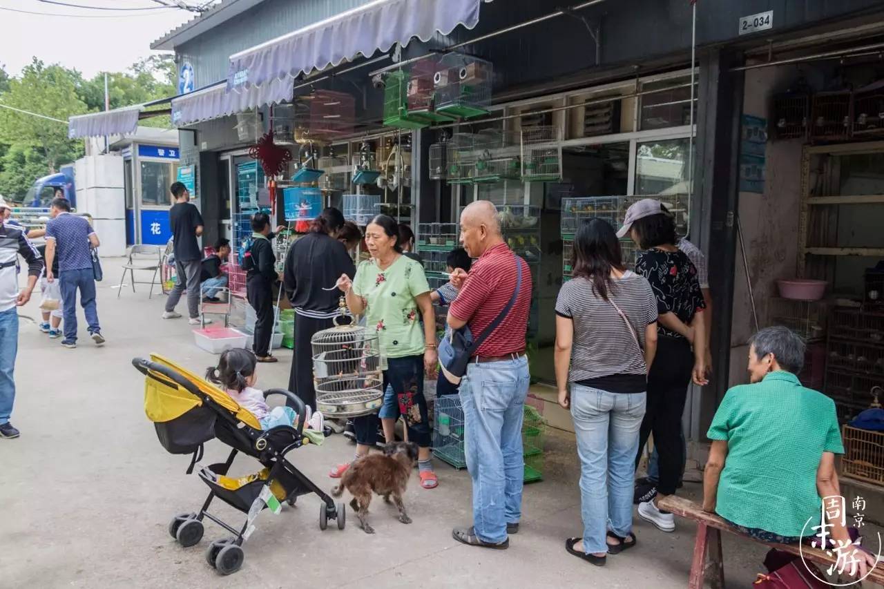 逛遍整个南京城,南京的花鸟市场在什么地方