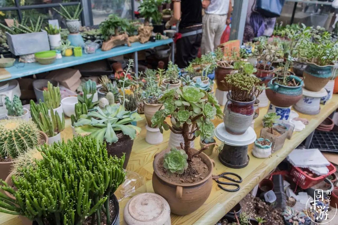 逛遍整个南京城,南京的花鸟市场在什么地方