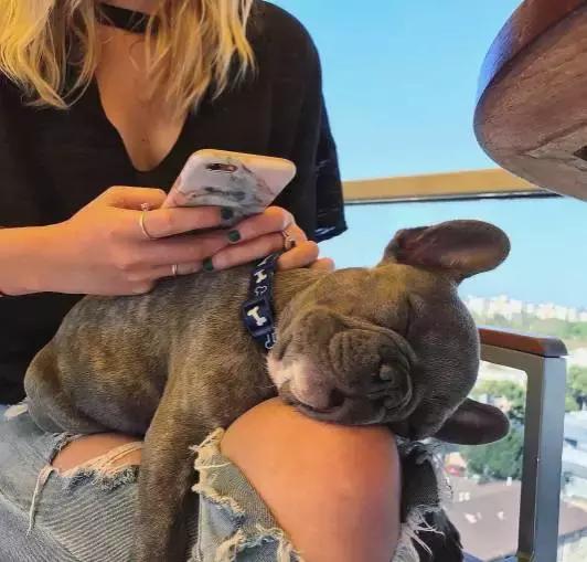 致狗狗的最后一封信,致养狗主人的一封信