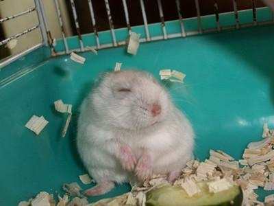 新手养仓鼠注意事项仓鼠寿命,仓鼠的寿命大概有多长时间呢