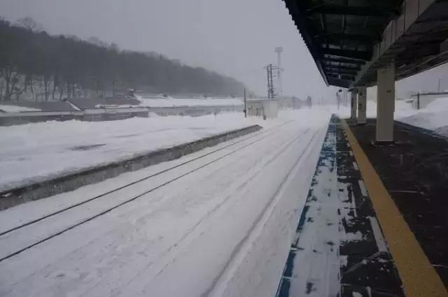 哈士奇刷新了我对二哈的认知,这只哈士奇颠覆了我对二哈的看法