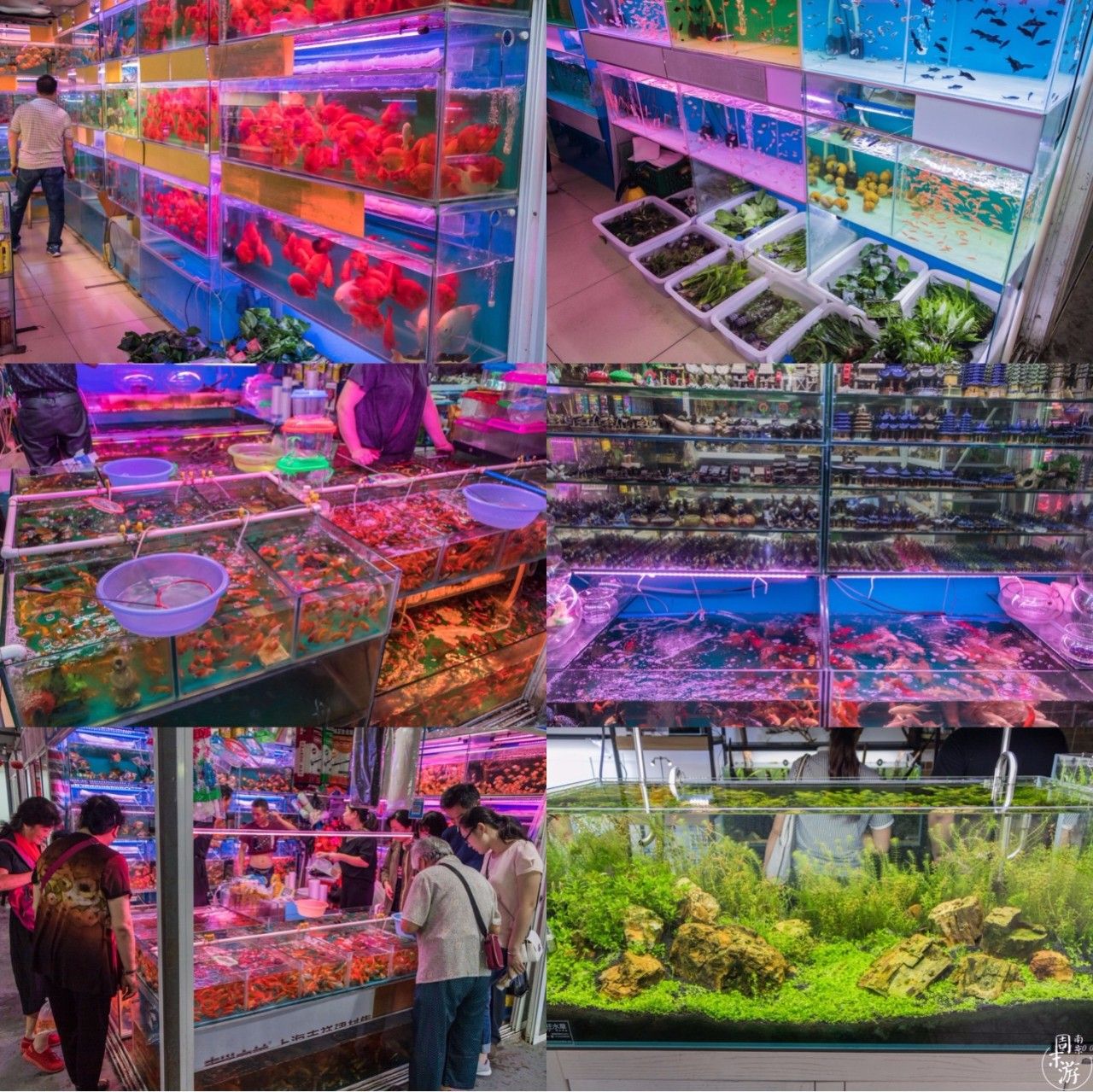 逛各种花鸟市场,南京花鸟鱼虫市场失火