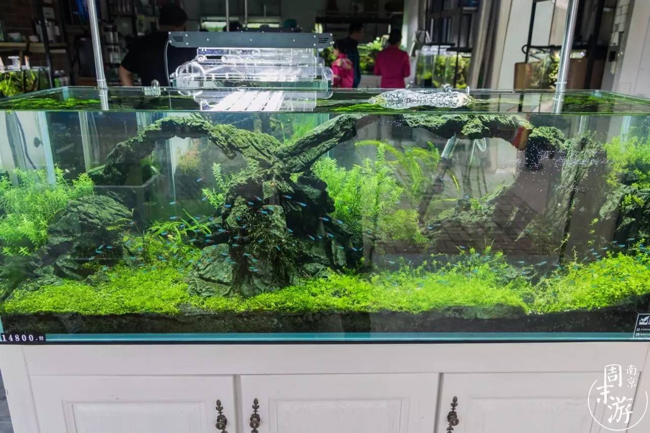 逛花鸟鱼虫市场的视频,南京花鸟鱼虫市场