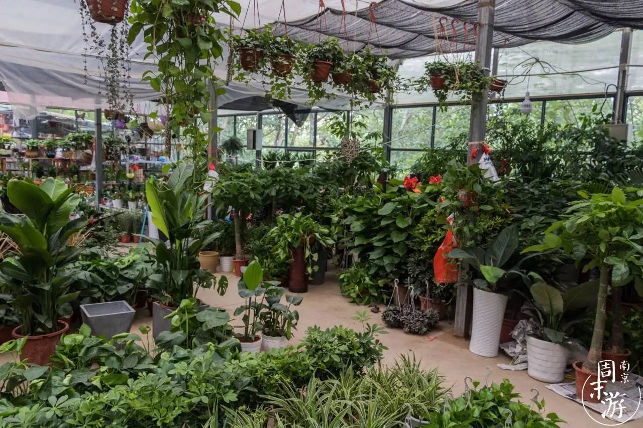 逛南京花卉市场视频,南京夫子庙花鸟鱼虫市场