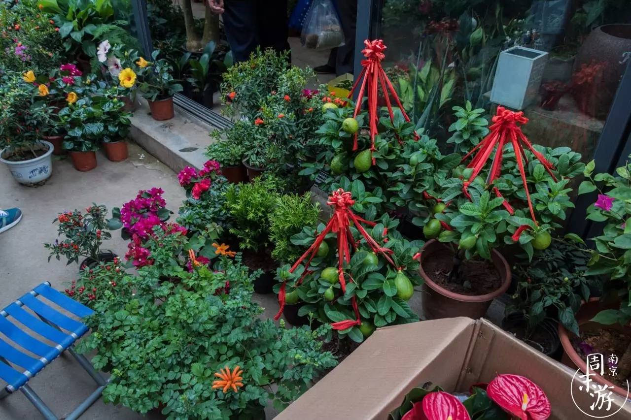 逛花鸟鱼虫市场的视频,南京花鸟鱼虫市场