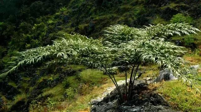 苏铁的产地分布,苏铁原产在哪里