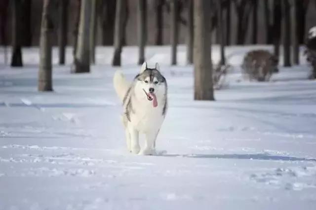 哈士奇刷新了我对二哈的认知,这只哈士奇颠覆了我对二哈的看法