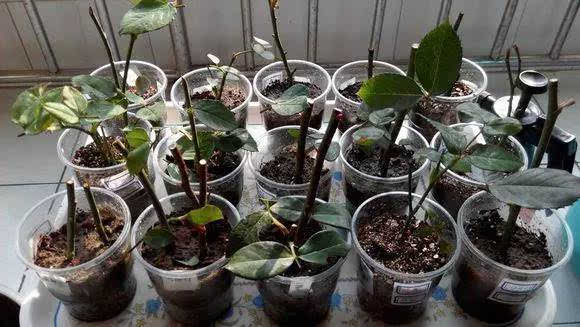 花卉枝插类型有哪些,养殖技术哪些花卉适合用叶插法