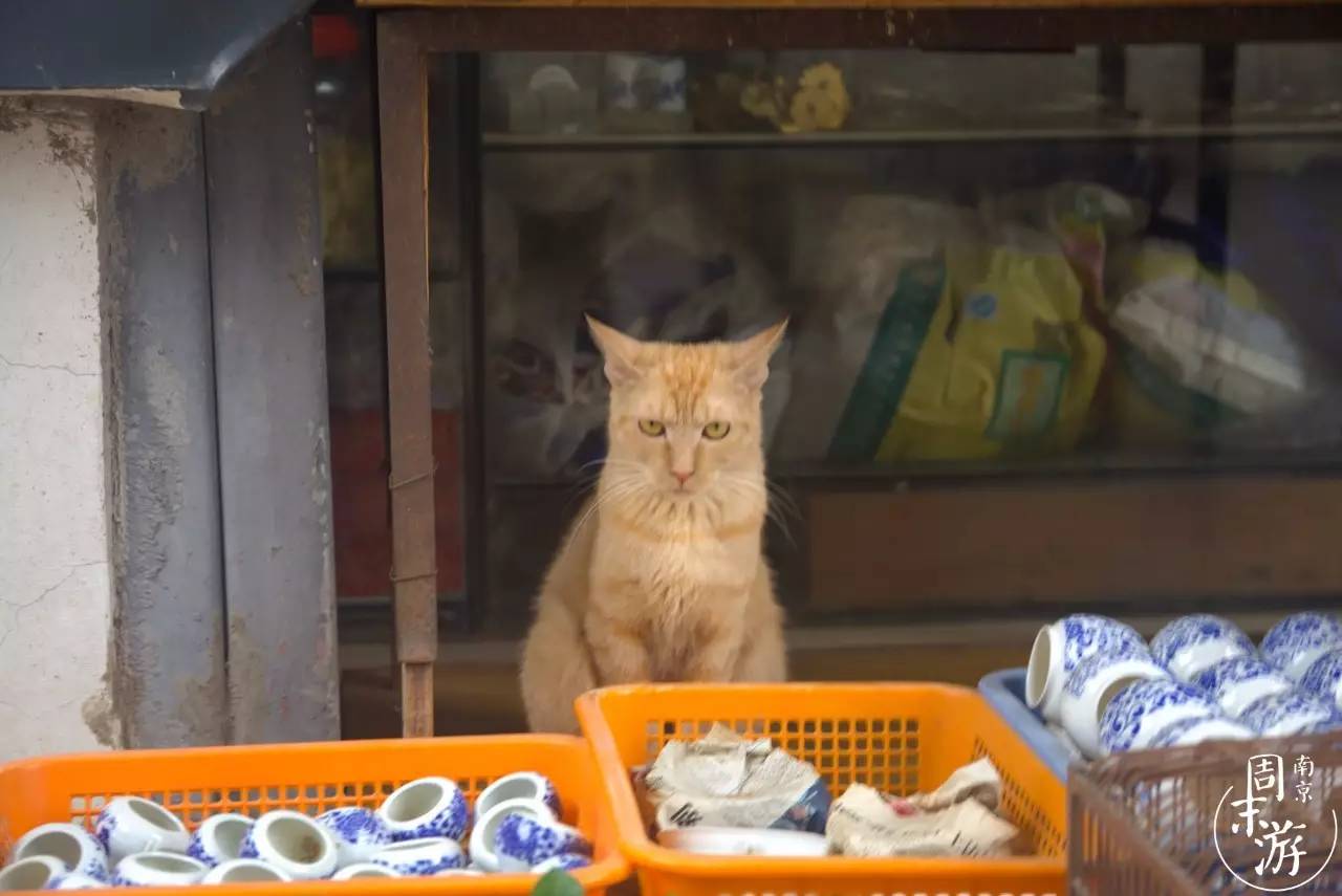 南京夫子庙花鸟鱼虫市场,南京花鸟鱼虫市场