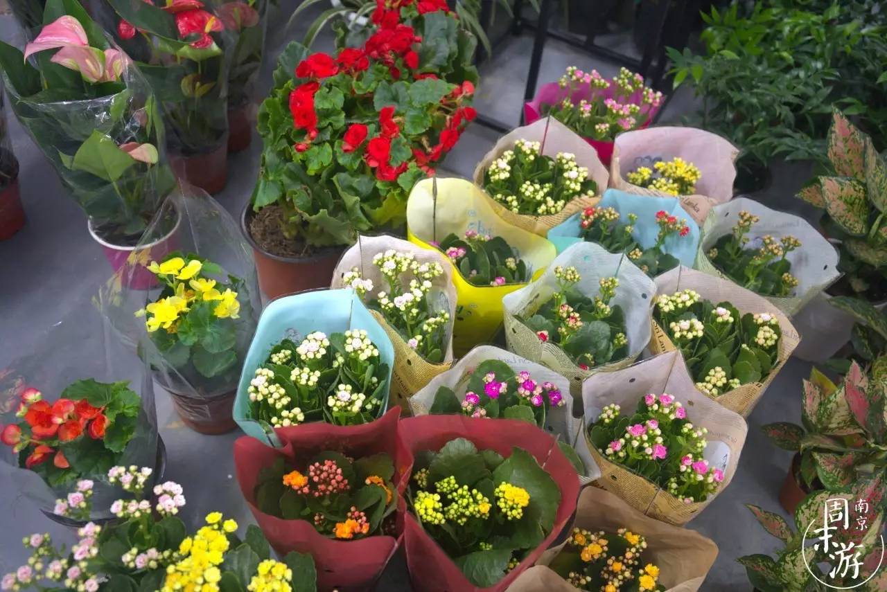 南京市最大的花鸟鱼虫市场在哪里,逛花鸟鱼虫市场的视频