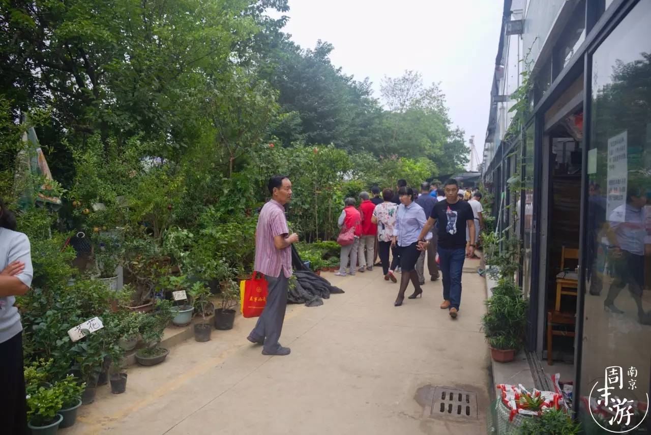 南京有几个花鸟鱼虫市场,南京湿地公园花鸟鱼虫市场在哪里