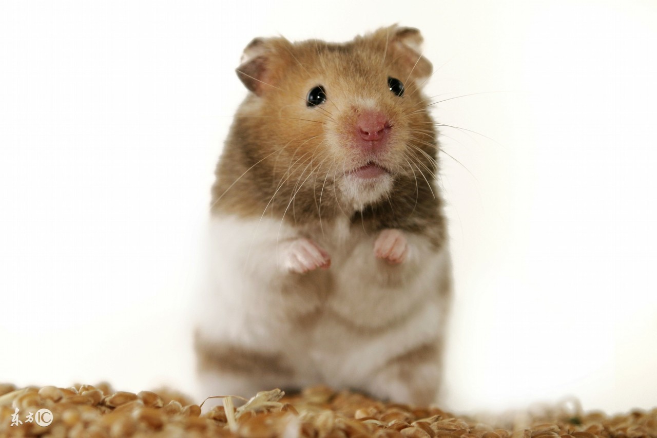 岛国一只手把仓鼠造型千变万化成网红惹人喜爱