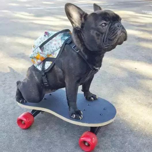 致狗狗的最后一封信,致养狗主人的一封信