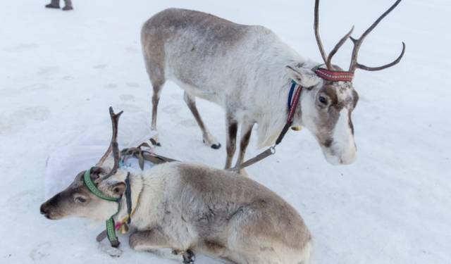 初冬掠影,哈尔滨的冬日魅力