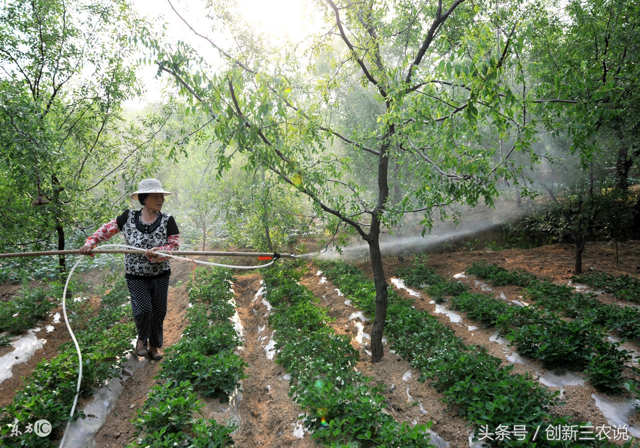 三农种植业的发展前景,未来三农该如何发展