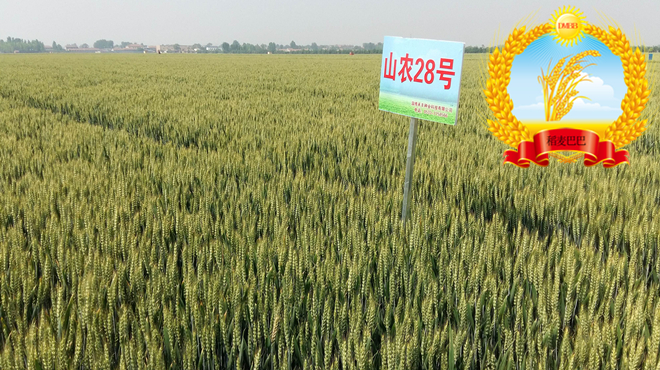 小麦品种山农28高多少公分,小麦品种山农28适合什么地方种