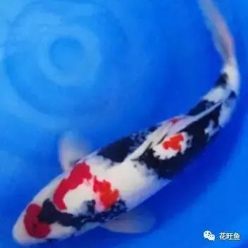 锦鲤鱼有鱼鳃病吃什么药,锦鲤鱼得了鱼虱怎么治疗