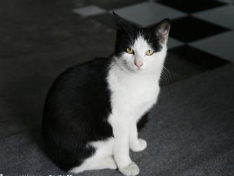 古人如何给黑白相间的猫取名,猫取什么名字最可爱又仙气