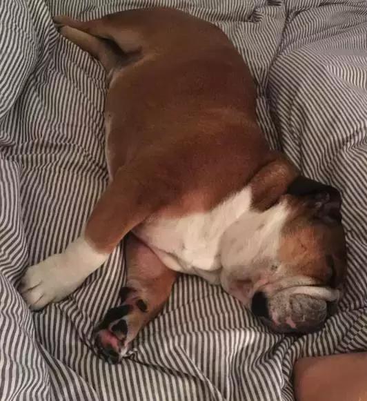 致狗狗的最后一封信,致养狗主人的一封信