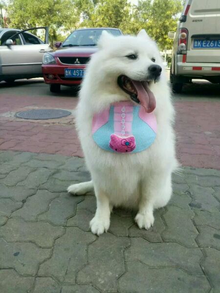 迷路的萨摩耶不小心掉进臭水沟,萨摩耶掉泥坑里变成金毛