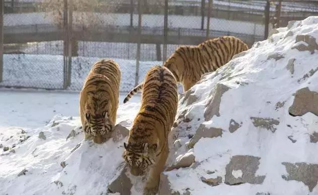 初冬掠影,哈尔滨的冬日魅力