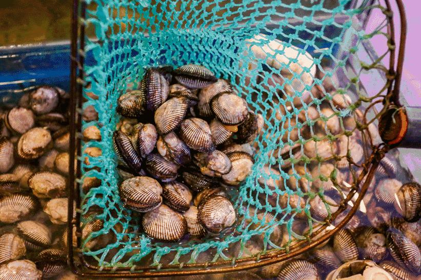 天津开海后的第一波海鲜,开海了一大波新鲜海鲜已上市