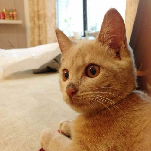 古人如何给黑白相间的猫取名,猫取什么名字最可爱又仙气