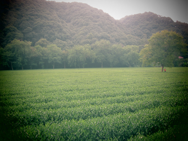 苏州西塘乌镇二日游团从杭州出发,苏州西塘乌镇二日一夜