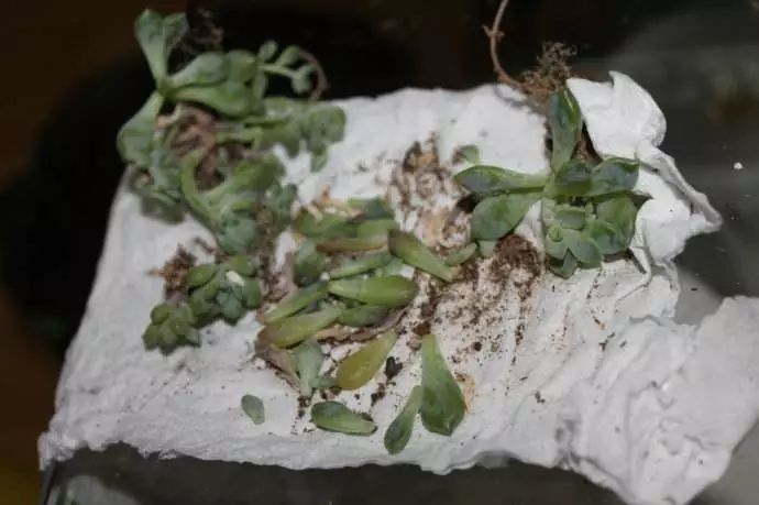 网上买回来的多肉怎么处理,网上买回来多肉晾几天处理