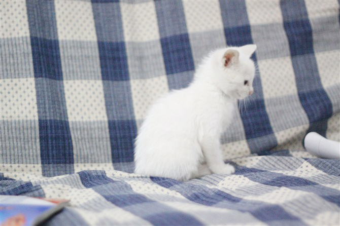 古人如何给黑白相间的猫取名,猫取什么名字最可爱又仙气