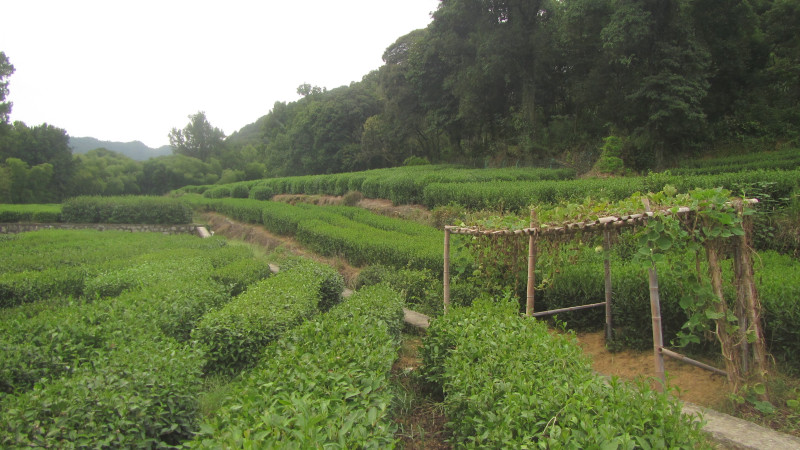 苏州西塘乌镇二日游团从杭州出发,苏州西塘乌镇二日一夜