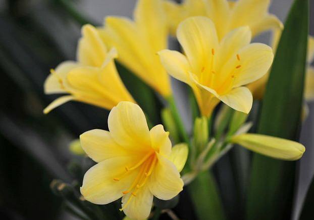 君子兰挖掉生长点,不小心把君子兰的根剪短了怎么办