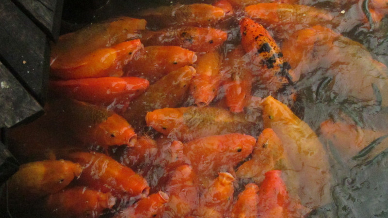 苏州西塘乌镇二日游团从杭州出发,苏州西塘乌镇二日一夜