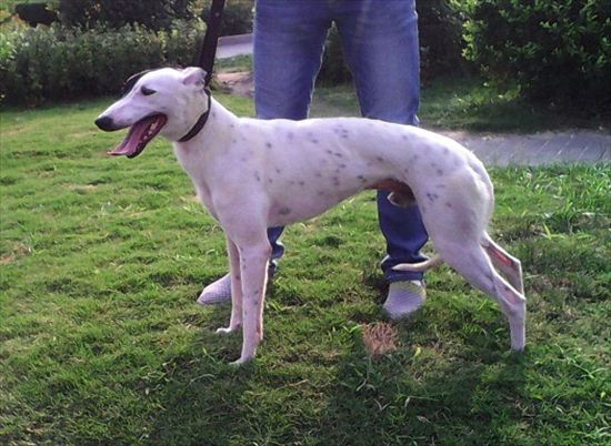 贝肤芬治疗狗皮肤病,狗的寄生虫皮肤病怎么治疗好