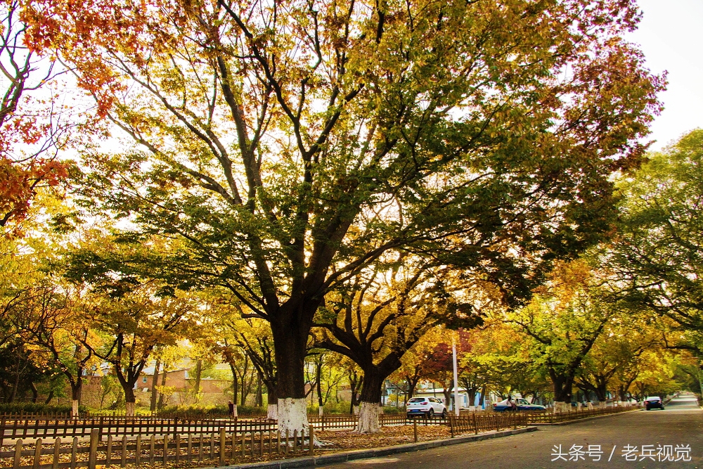 大连的秋天,大连附近秋天值得去的城市