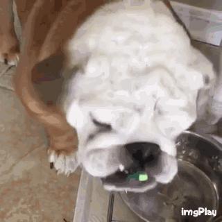 英斗除了吃就是睡,英斗为什么那么傻还那么能打架