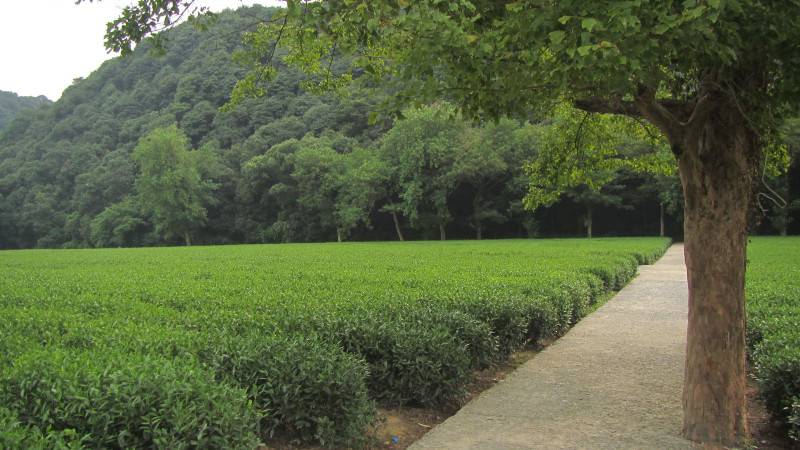 苏州西塘乌镇二日游团从杭州出发,苏州西塘乌镇二日一夜