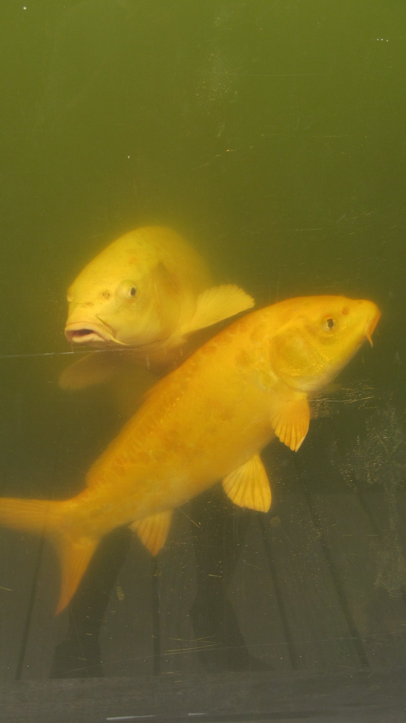 苏州西塘乌镇二日游团从杭州出发,苏州西塘乌镇二日一夜