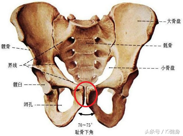 腹直肌分离检测及修复手法,腹直肌运动分析