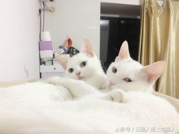 养两只猫咪什么体验,家里养个宠物猫是什么样的感觉