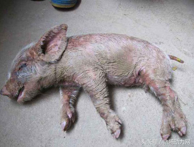 新生仔猪后腿神经性瘫痪怎么办,母猪产体弱仔猪怎么办