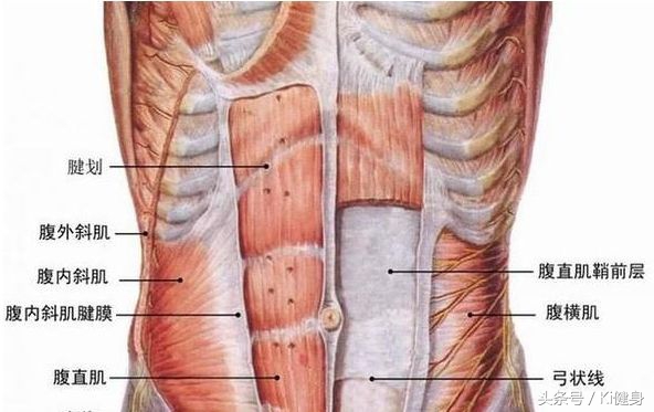 腹直肌分离检测及修复手法,腹直肌运动分析